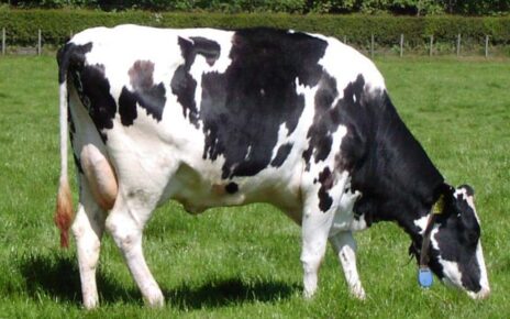 Characteristics of cow