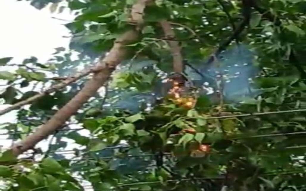 tree caught fire in Patna