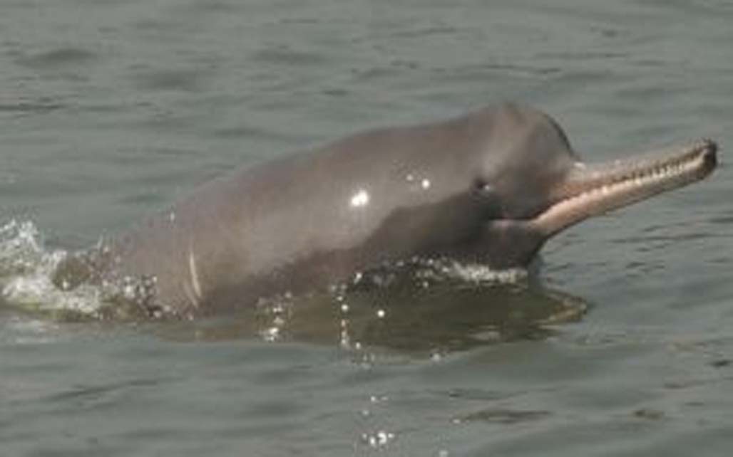 Gange Dolphin Day